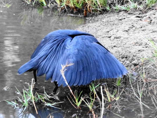 Blue bird Gambia